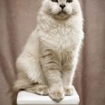 Gabriel Marchena | Fotografía profesional de mascotas en Sevilla