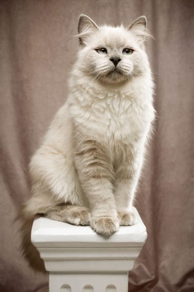 Gabriel Marchena | Fotografía profesional de mascotas en Sevilla