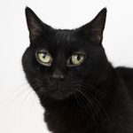 Gabriel Marchena | Fotografía profesional de mascotas en Sevilla