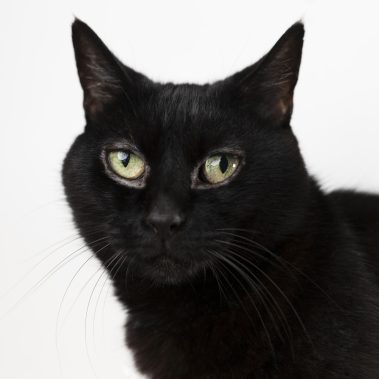 Gabriel Marchena | Fotografía profesional de mascotas en Sevilla