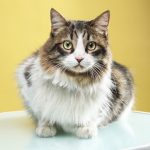 Gabriel Marchena | Fotografía profesional de mascotas en Sevilla