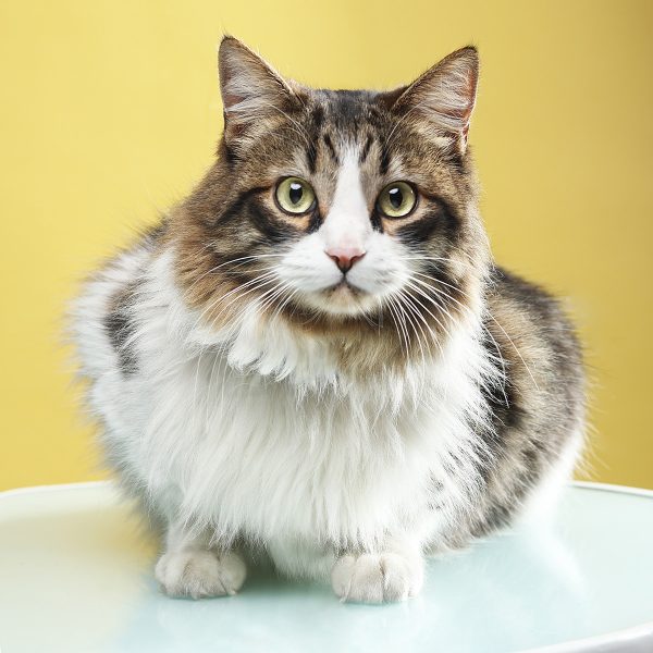 Gabriel Marchena | Fotografía profesional de mascotas en Sevilla