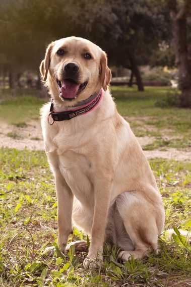 Gabriel Marchena | Fotografía profesional de mascotas en Sevilla