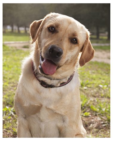 Gabriel Marchena | Fotografía profesional de mascotas en Sevilla