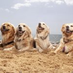 Gabriel Marchena | Fotografía profesional de mascotas en Sevilla