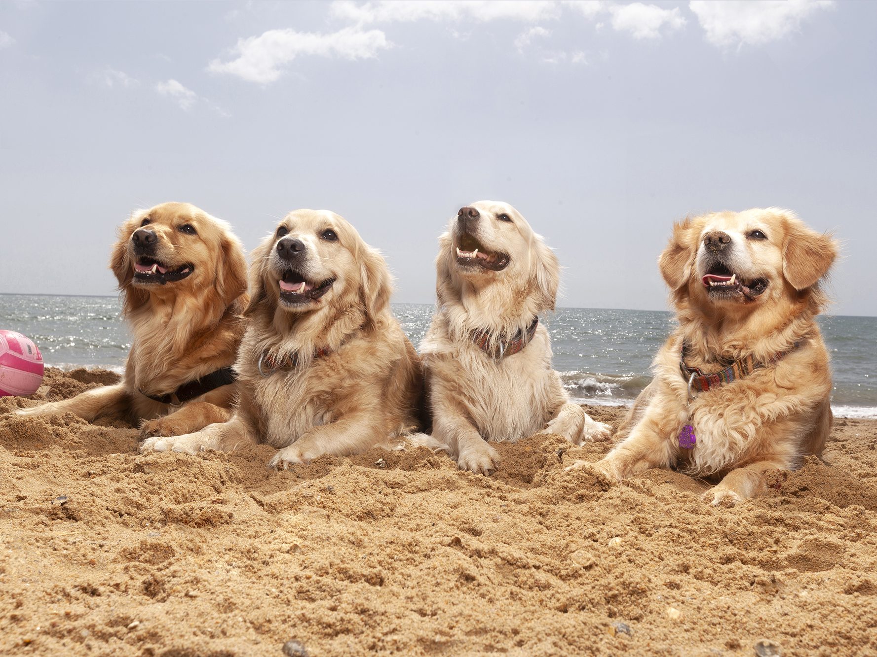 Gabriel Marchena | Fotografía profesional de mascotas en Sevilla