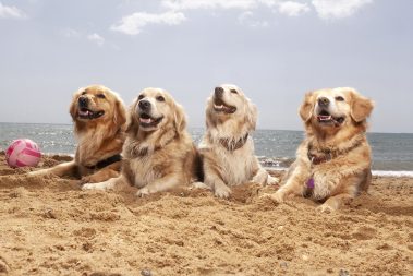 Gabriel Marchena | Fotografía profesional de mascotas en Sevilla