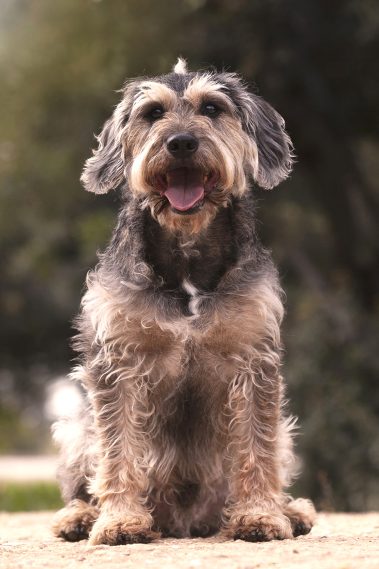 Gabriel Marchena | Fotografía profesional de mascotas en Sevilla