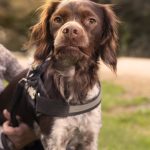 Gabriel Marchena | Fotografía profesional de mascotas en Sevilla