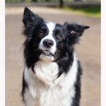 Gabriel Marchena | Fotografía profesional de mascotas en Sevilla