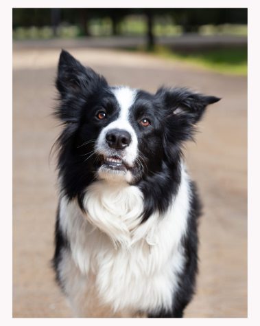 Gabriel Marchena | Fotografía profesional de mascotas en Sevilla