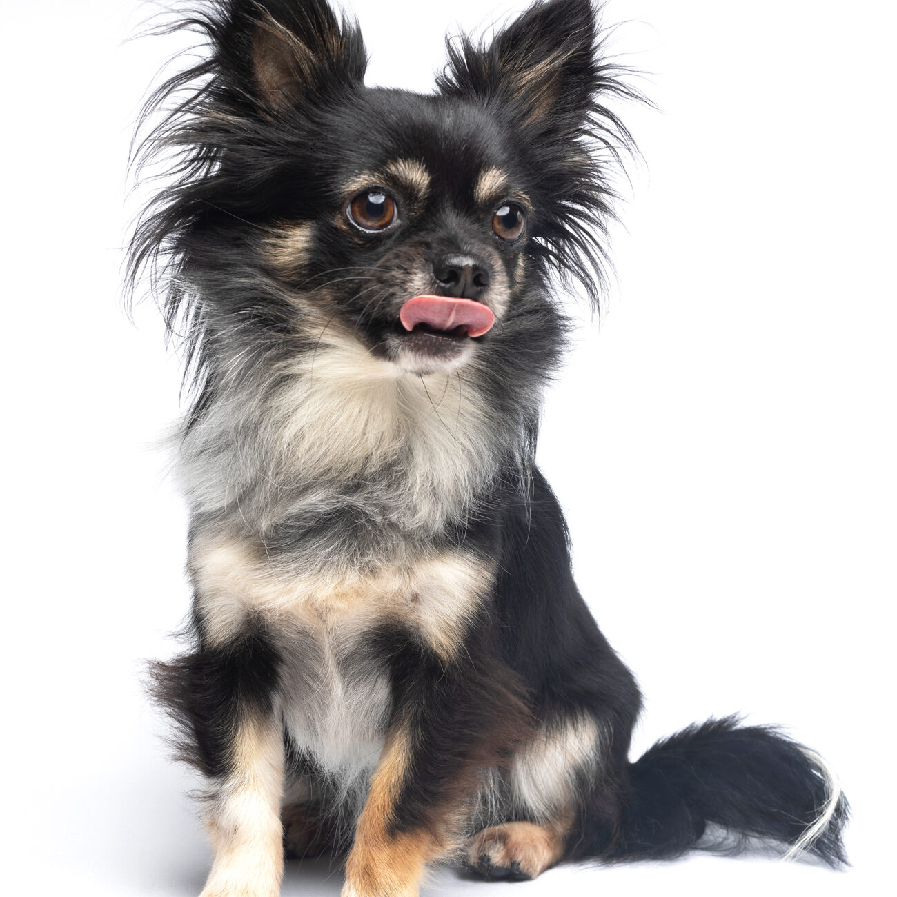 Gabriel Marchena | Fotografía profesional de mascotas en Sevilla