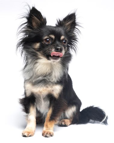 Gabriel Marchena | Fotografía profesional de mascotas en Sevilla