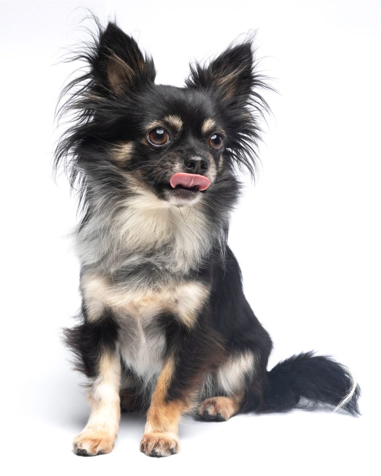 Gabriel Marchena | Fotografía profesional de mascotas en Sevilla