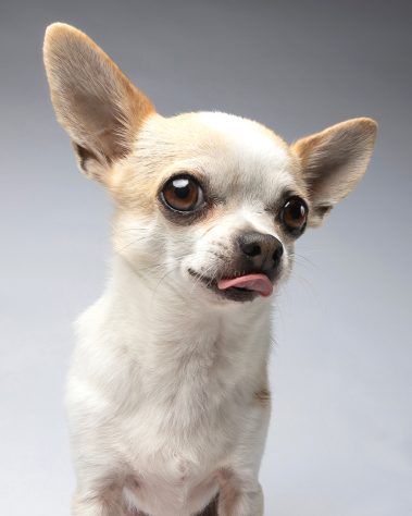 Gabriel Marchena | Fotografía profesional de mascotas en Sevilla