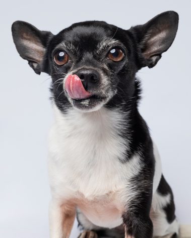 Gabriel Marchena | Fotografía profesional de mascotas en Sevilla