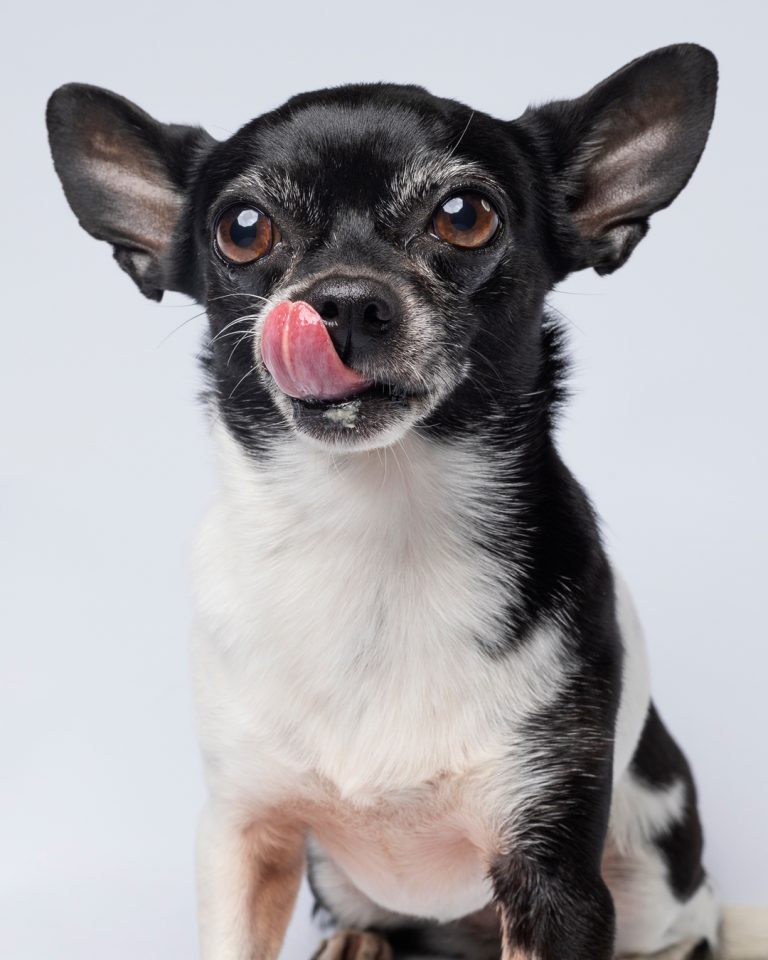 Gabriel Marchena | Fotografía profesional de mascotas en Sevilla