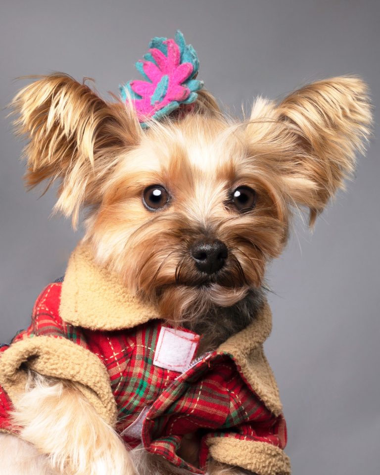 Gabriel Marchena | Fotografía profesional de mascotas en Sevilla