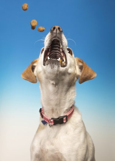 Gabriel Marchena | Fotografía profesional de mascotas en Sevilla