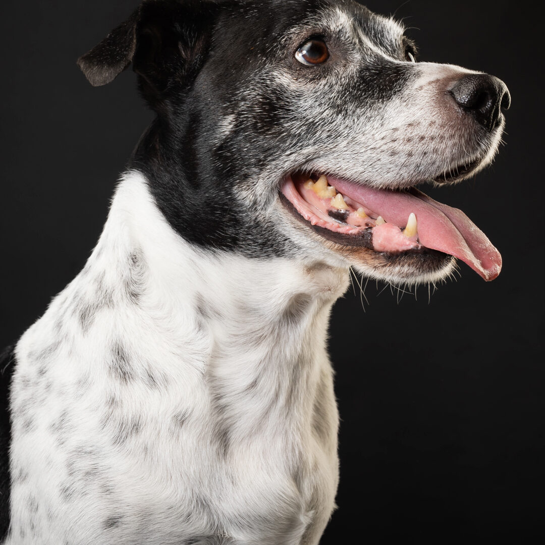 Gabriel Marchena | Fotografía profesional de mascotas en Sevilla