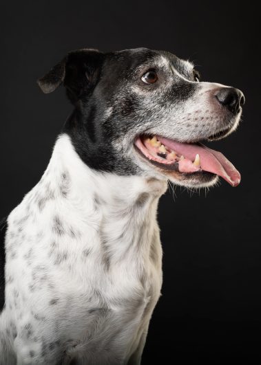 Gabriel Marchena | Fotografía profesional de mascotas en Sevilla