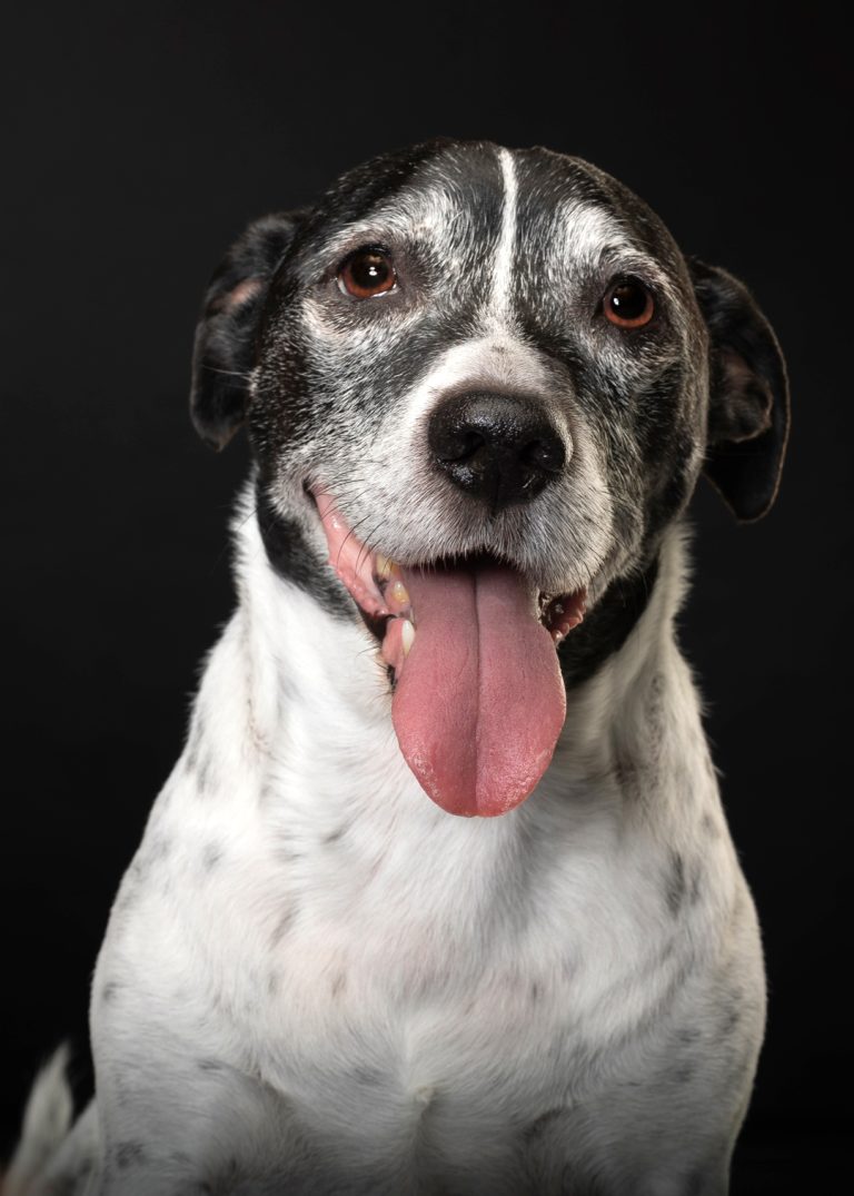 Gabriel Marchena | Fotografía profesional de mascotas en Sevilla