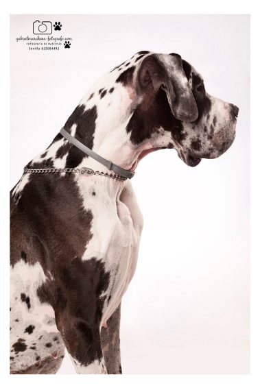 Gabriel Marchena | Fotografía profesional de mascotas en Sevilla