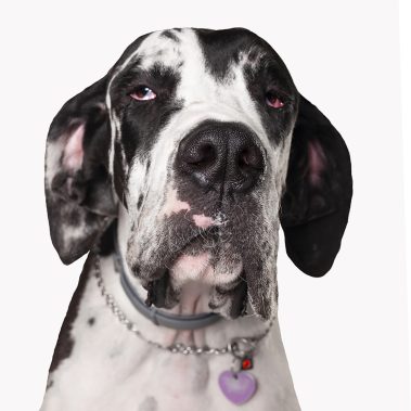 Gabriel Marchena | Fotografía profesional de mascotas en Sevilla