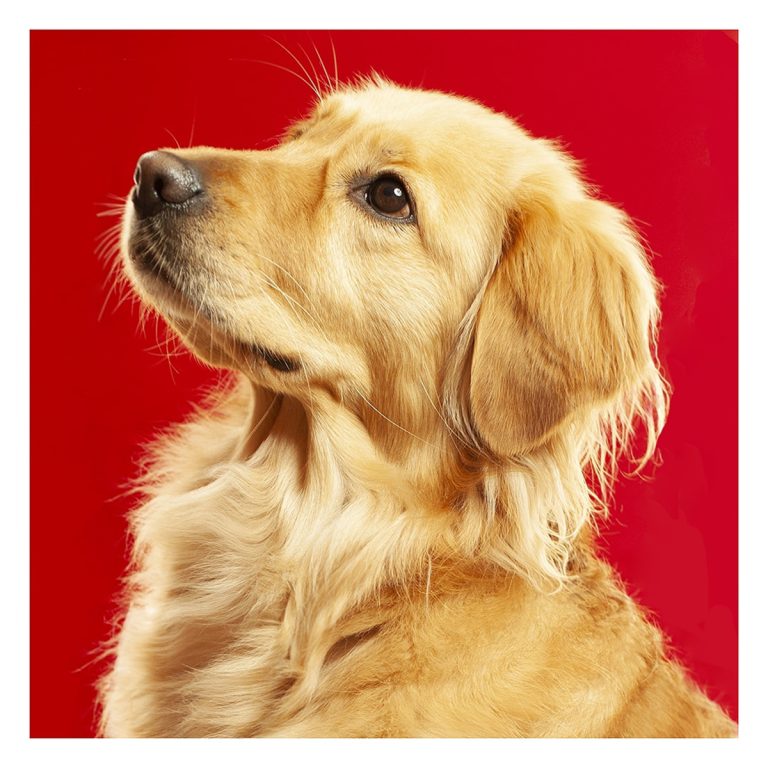 Gabriel Marchena | Fotografía profesional de mascotas en Sevilla