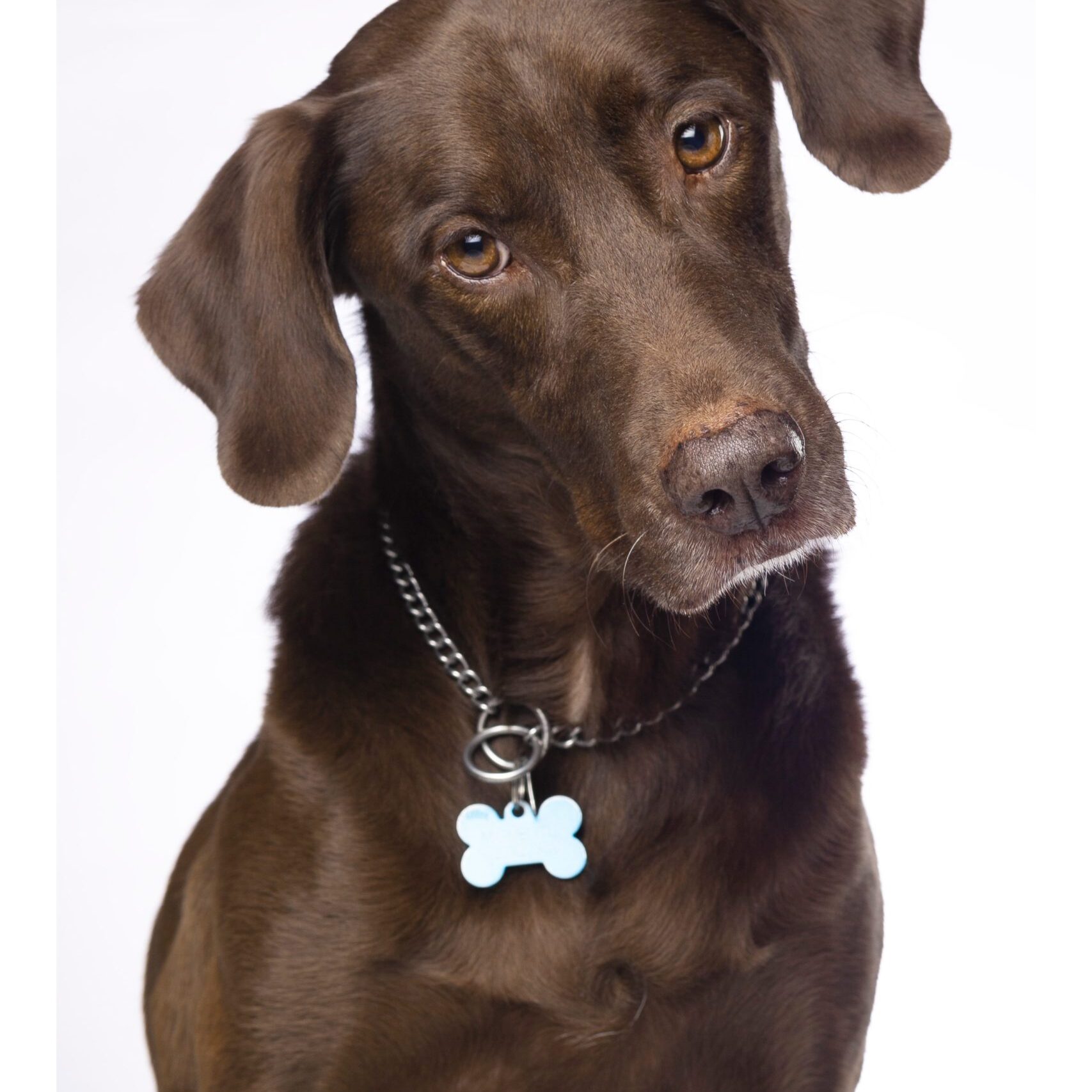 Gabriel Marchena | Fotografía profesional de mascotas en Sevilla