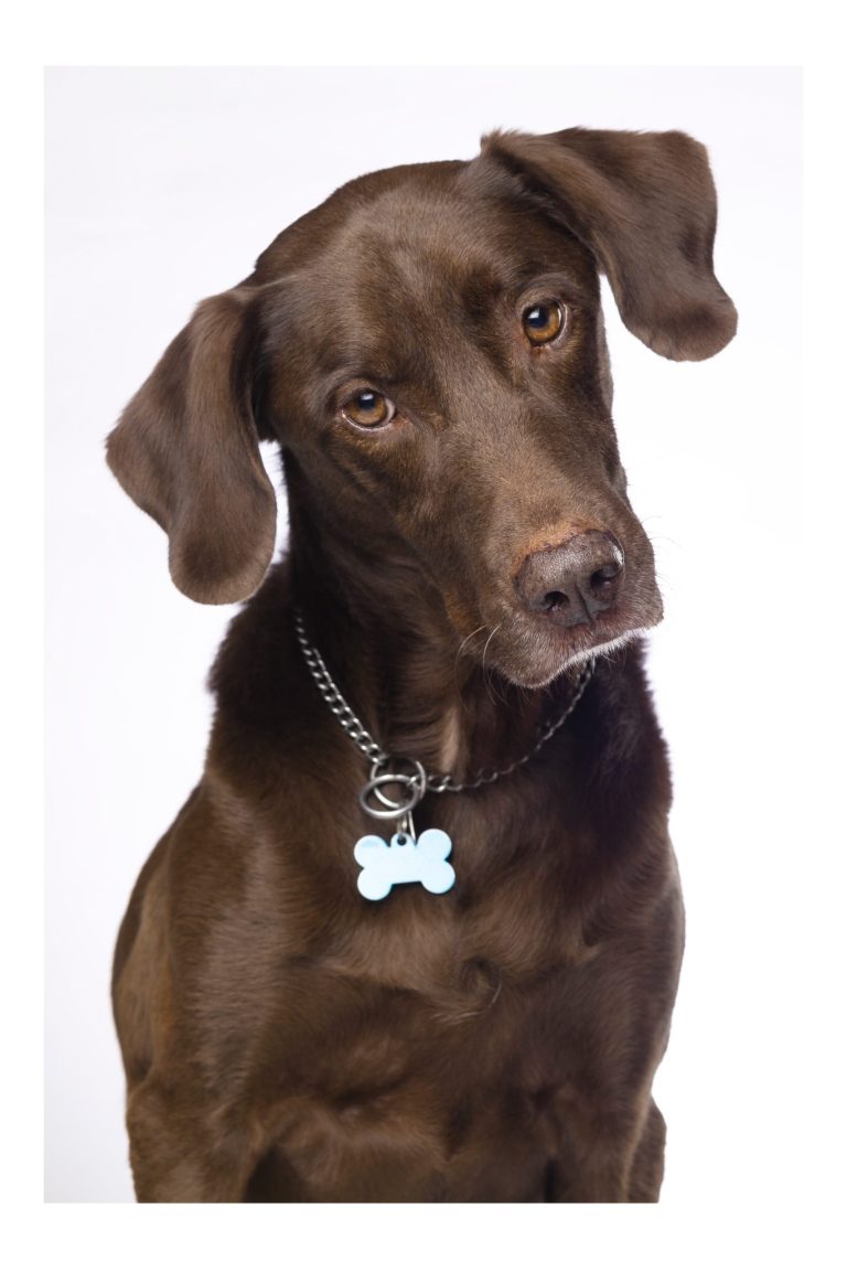 Gabriel Marchena | Fotografía profesional de mascotas en Sevilla