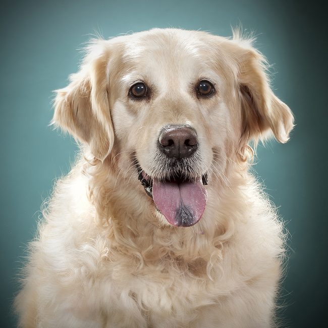 Gabriel Marchena | Fotografía profesional de mascotas en Sevilla