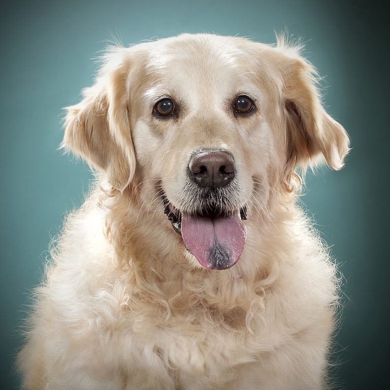 Gabriel Marchena | Fotografía profesional de mascotas en Sevilla
