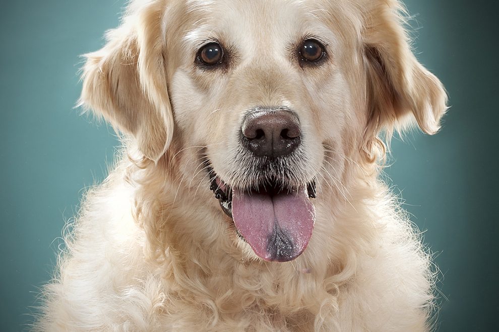 Gabriel Marchena | Fotografía profesional de mascotas en Sevilla