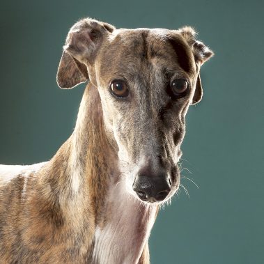 Gabriel Marchena | Fotografía profesional de mascotas en Sevilla