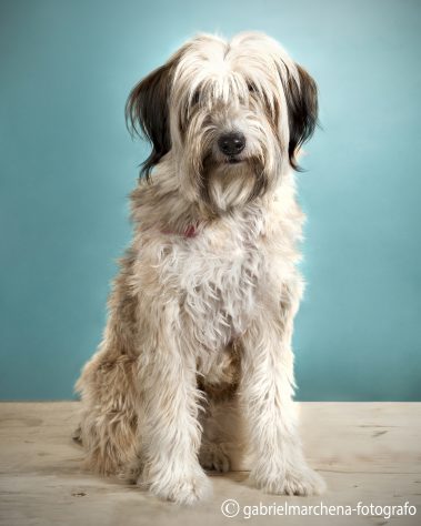 Gabriel Marchena | Fotografía profesional de mascotas en Sevilla