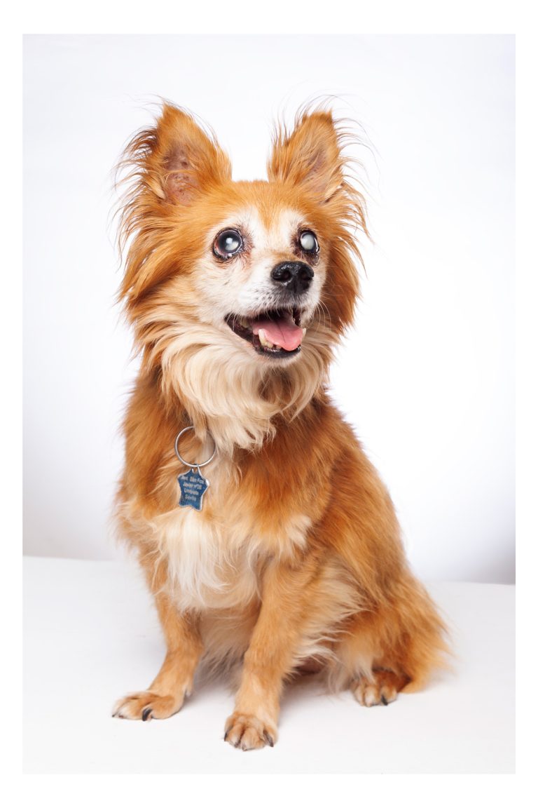 Gabriel Marchena | Fotografía profesional de mascotas en Sevilla