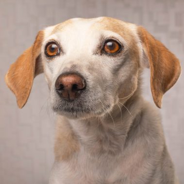 Gabriel Marchena | Fotografía profesional de mascotas en Sevilla