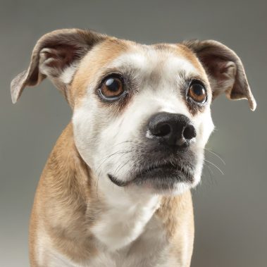Gabriel Marchena | Fotografía profesional de mascotas en Sevilla