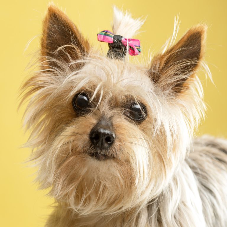 Gabriel Marchena | Fotografía profesional de mascotas en Sevilla