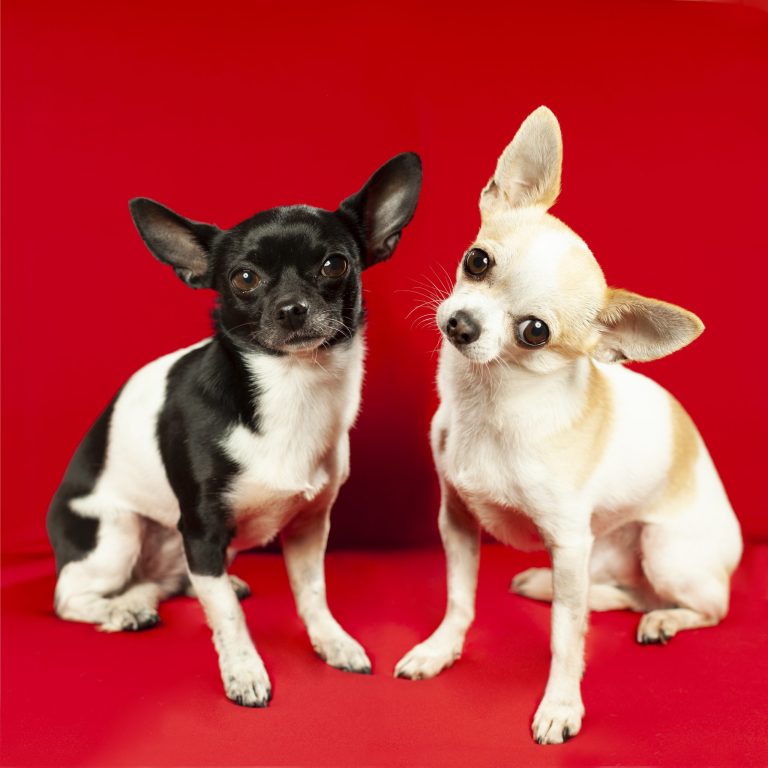 Gabriel Marchena | Fotografía profesional de mascotas en Sevilla